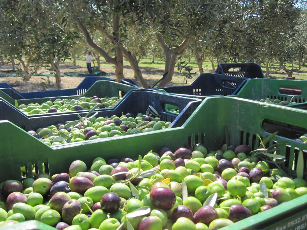Black and green olives in boxes on an olive farm.