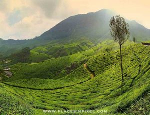 Top places to explore in Munnar, Kerala