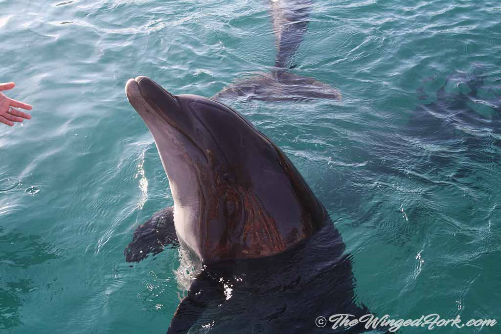 Dolphin at Dolphin Reef.