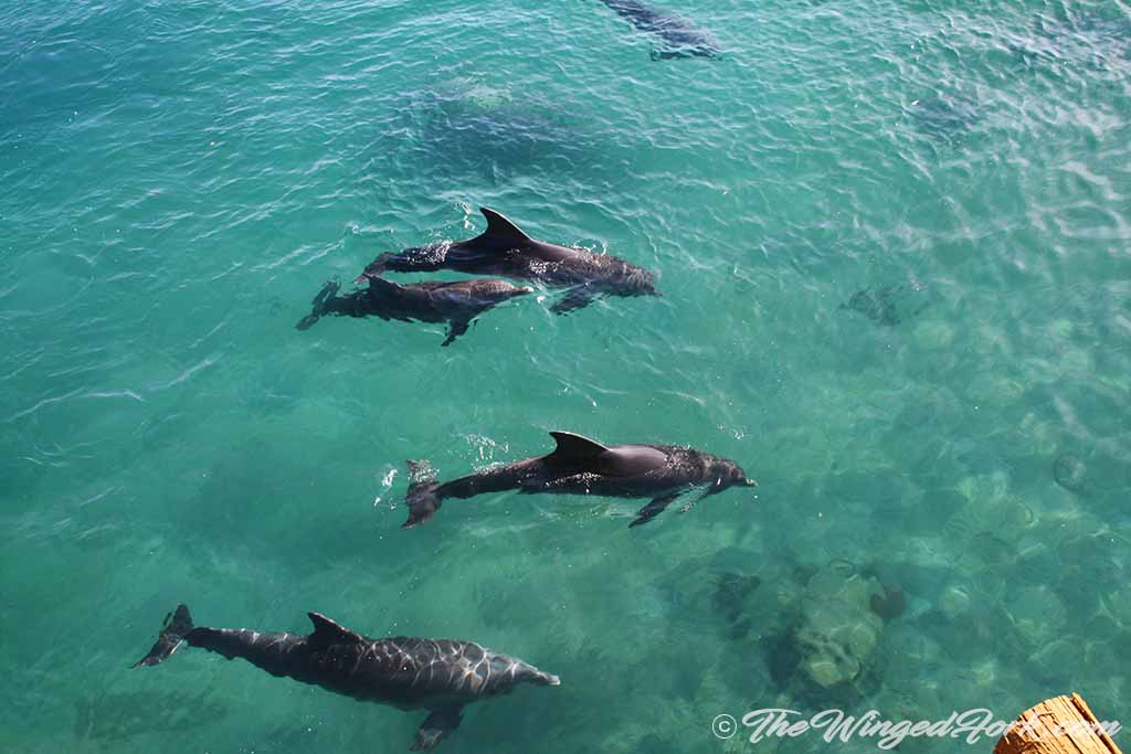 Dolphins living at the Reef.