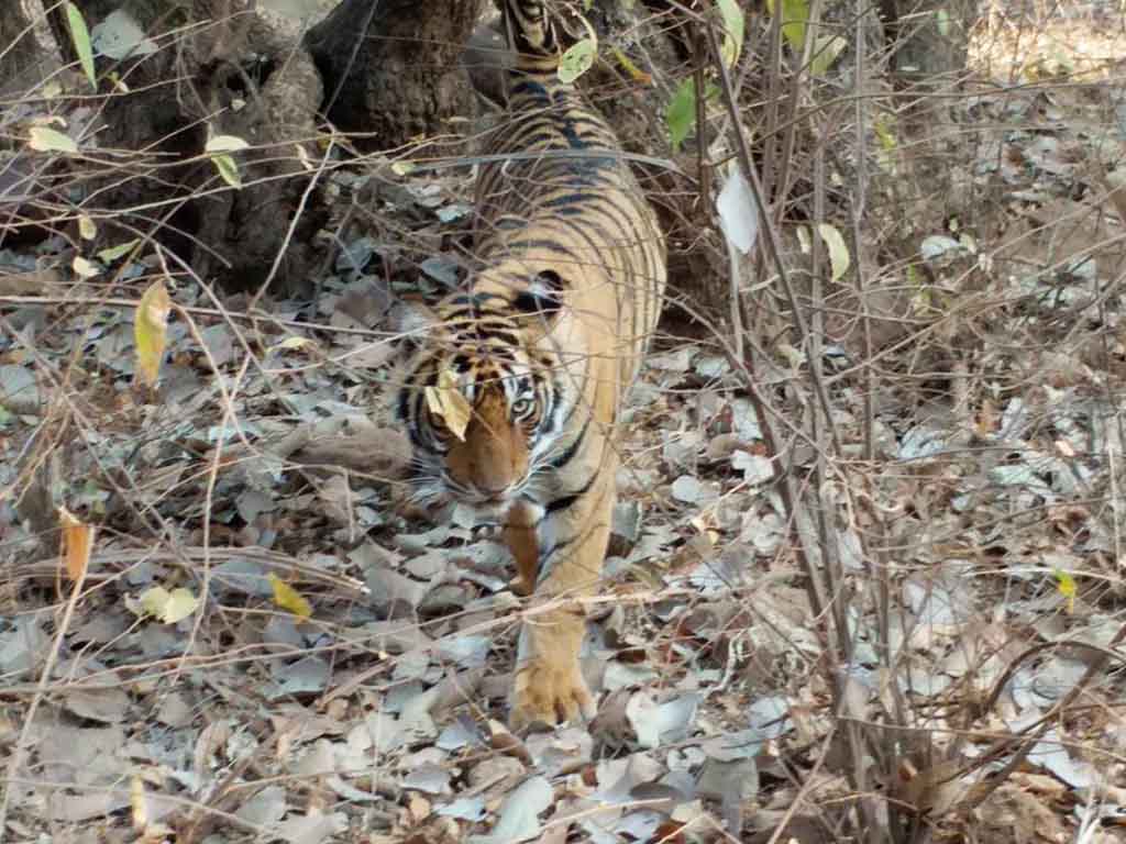 Spotting a tiger at tiger safari.