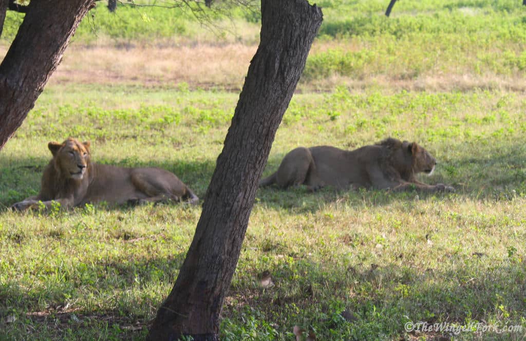 Lions lazing on the grass at Gir National Park.