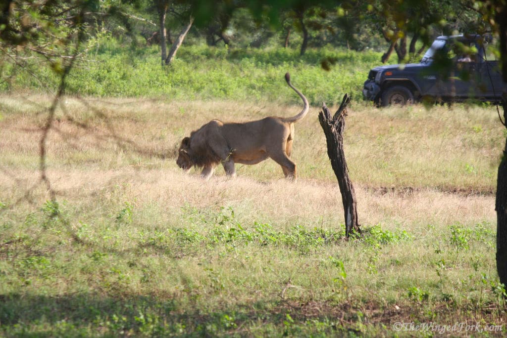 Lion sniffing grass while a vehicle watches in the distance.