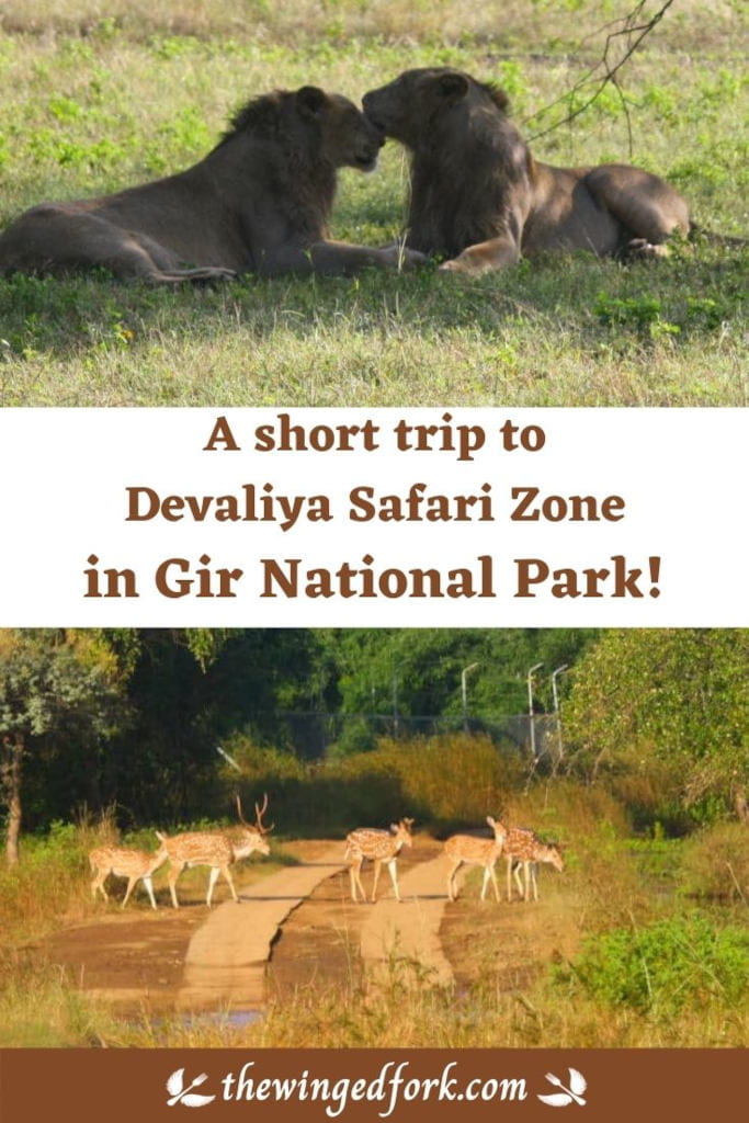 Pinterest image of lions in Gir national park.