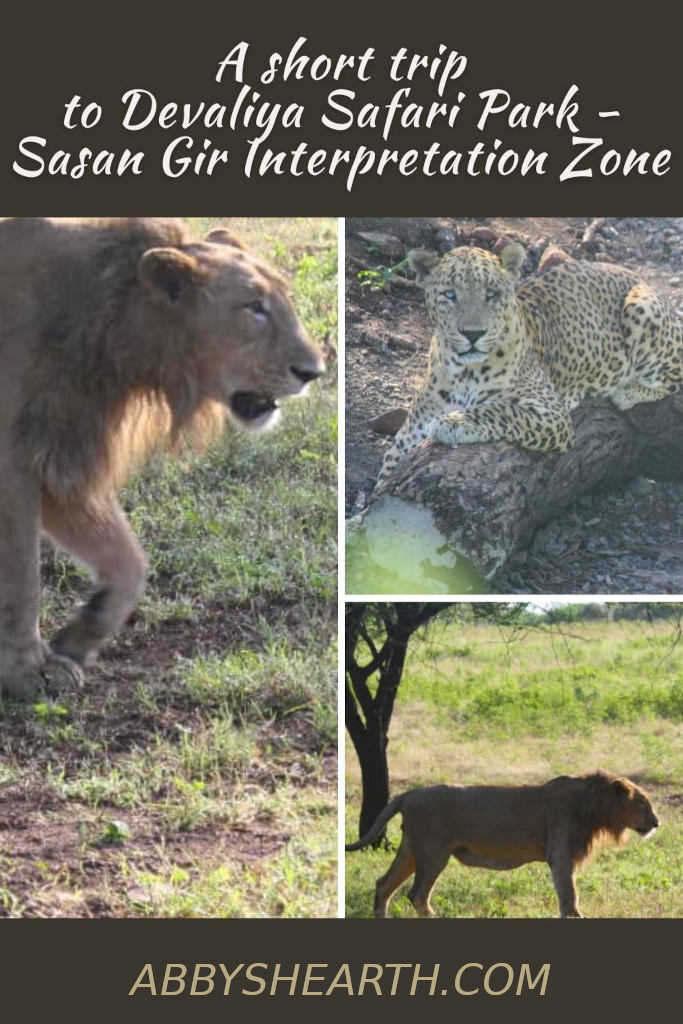 Pinterest image of lions in Gir national park Devaliya zone.