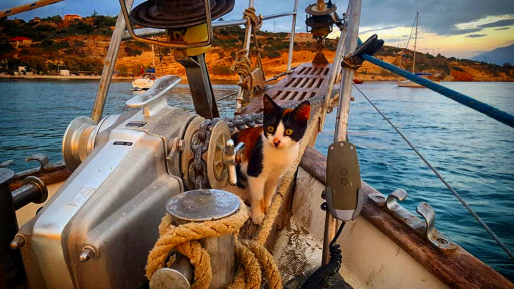 Our Tiny Cat aboard our sailboat.