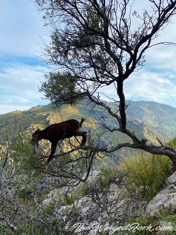 Goat on thicket overhanging the mountain terrain.