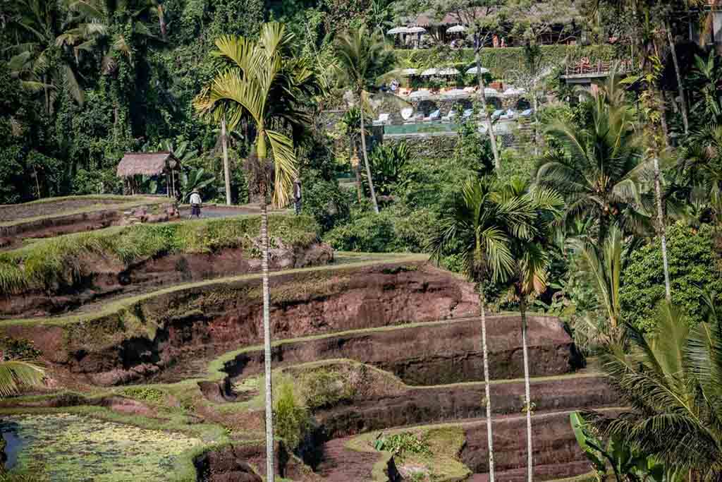 View of Ceking Rice Terrace Bali.