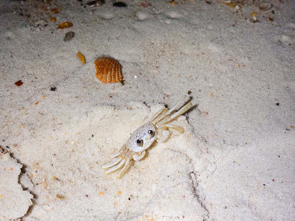 Ghost crabs, sea shells and white sand at Henderson Beach State Park.