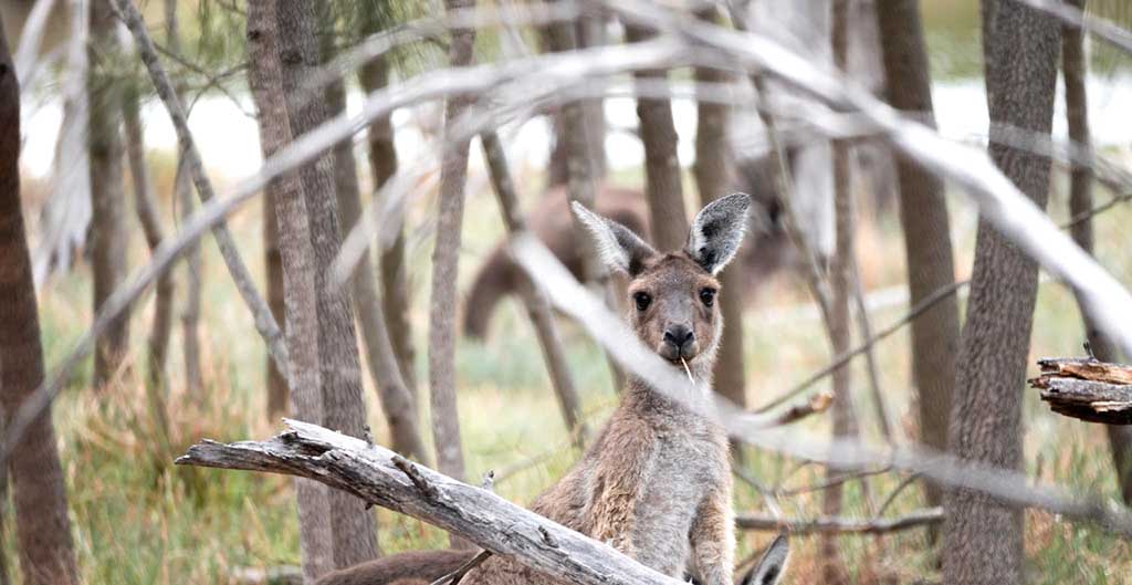 Kangaroo spotted in the woods.