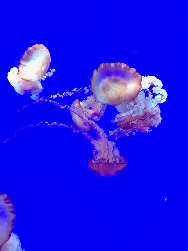 Jelly Fish at Ripleys Aquarium.